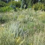 Native Grass