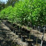 Trees
