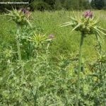 Weeds